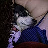 Jessie is registered to the contest to win money with this photo: dog, puppy, black_and_white, sleeping, cuddling, person, pet, animal, indoor, close_up, cozy, blanket, clothing, blue_shirt, snuggling, relaxed, home, dim_lighting, portrait, companion