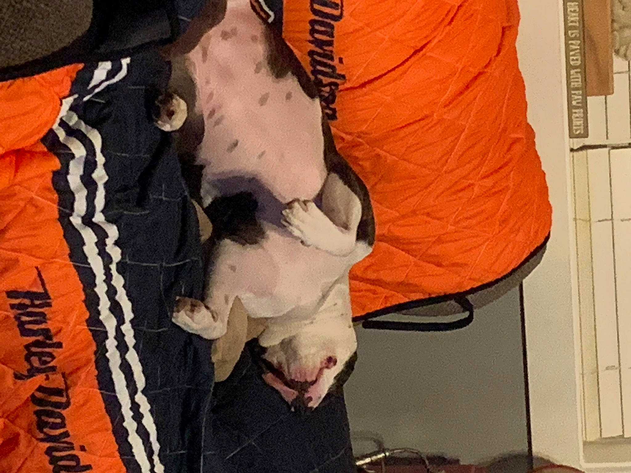 Dixie is registered to the contest to win money with this photo: bone, carmine, carnivore, comfort, dog, dog_breed, fashion_accessory, fur, gesture, human_leg, jaw, linens, neck, room, sleeve, sportswear, t_shirt, tail, textile, wood