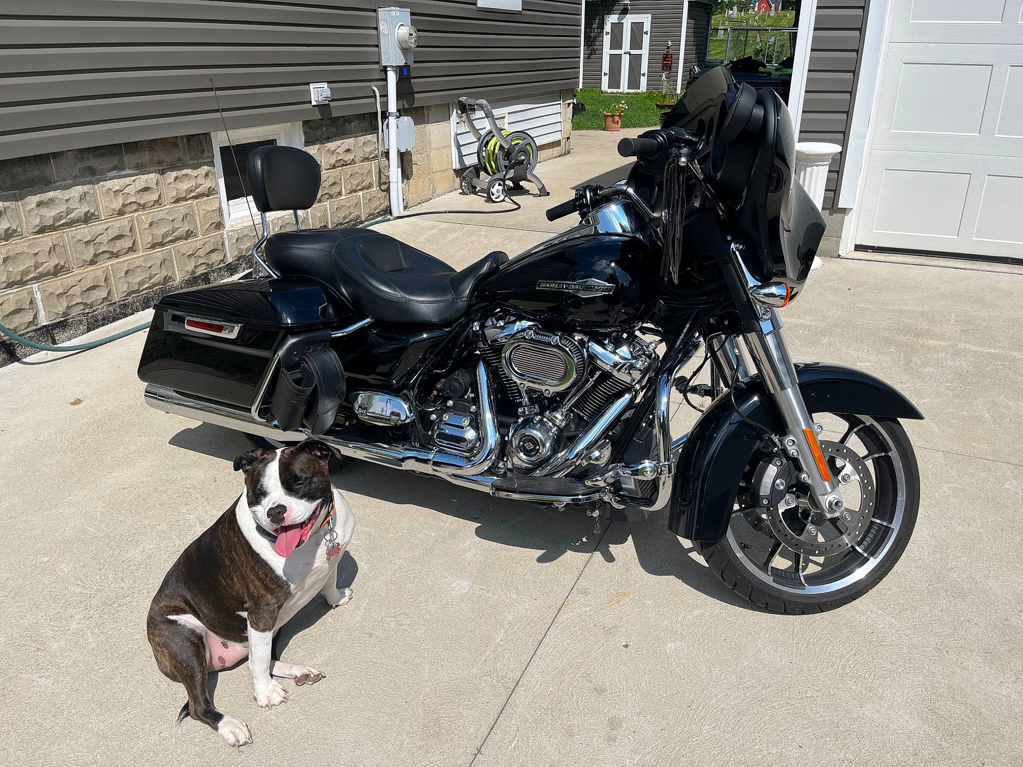 Dixie joined the competition — help win amazing prizes! alloy_wheel, automotive_design, automotive_exhaust, automotive_fuel_system, automotive_lighting, automotive_tire, carnivore, collar, dog, fender, fuel_tank, motor_vehicle, motorcycle, plant, rim, tire, tread, vehicle, vehicle_brake, wheel