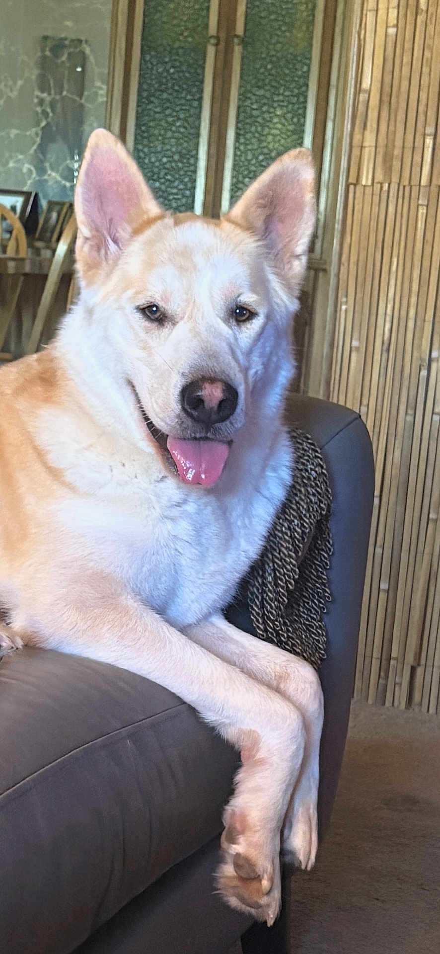 Dodo is registered to the contest to win money with this photo: dog, canine, pet, lounge, couch, indoor, tongue_out, happy, fur, ears, nose, paw, furniture, home, living_room, wooden_wall, bamboo_wall, throw_blanket, background, relaxed