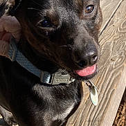 Footy Little is registered to the contest to win money with this photo: animal, black_dog, canine, close_up, collar, companion, daylight, dog, ears, fur, happy, leash, nature, outdoor, pet, playful, sunlight, tag, tongue_out, wooden_deck