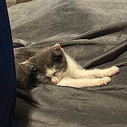 Hank joined the competition — help win amazing prizes! kitten, cat, sleeping, gray, white, blanket, bed, cozy, soft, resting, indoor, pet, feline, cute, fur, animal, peaceful, relaxed, paw, young