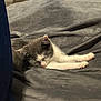 kitten, cat, sleeping, gray, white, blanket, bed, cozy, soft, resting, indoor, pet, feline, cute, fur, animal, peaceful, relaxed, paw, young