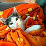Hank joined the competition — help win amazing prizes! kitten, cat, blanket, orange, cozy, snuggled, fur, cute, pet, domestic_animal, whiskers, soft, indoor, resting, comfort, animal, closeup, adorable, sleepy, relaxed