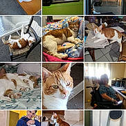 Symba participe au concours pour gagner de l'argent avec cette photo : cat, ginger_cat, tabby_cat, indoor, outdoor, person, wheelchair, chair, table, blanket, bed, window, plant, floor, furniture, smiling, holding, relaxed, curious, pet