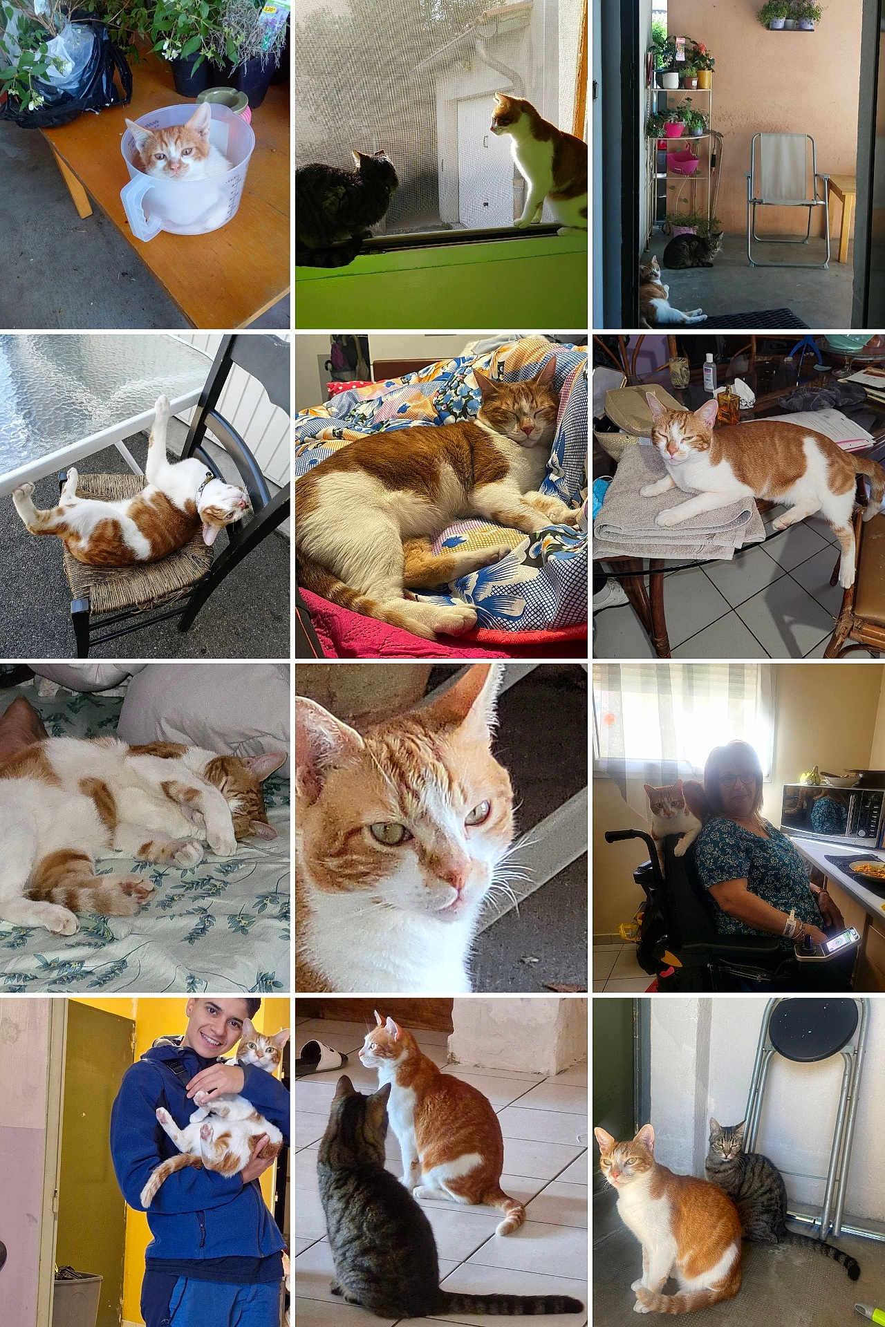 Symba participe au concours pour gagner de l'argent avec cette photo : cat, ginger_cat, tabby_cat, indoor, outdoor, person, wheelchair, chair, table, blanket, bed, window, plant, floor, furniture, smiling, holding, relaxed, curious, pet