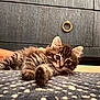 animal, carpet, cat, closeup, curious, cute, drawer, ears, eyes, floor, fur, handle, indoor, kitten, lying_down, pattern, pet, tabby, whiskers, wooden_furniture