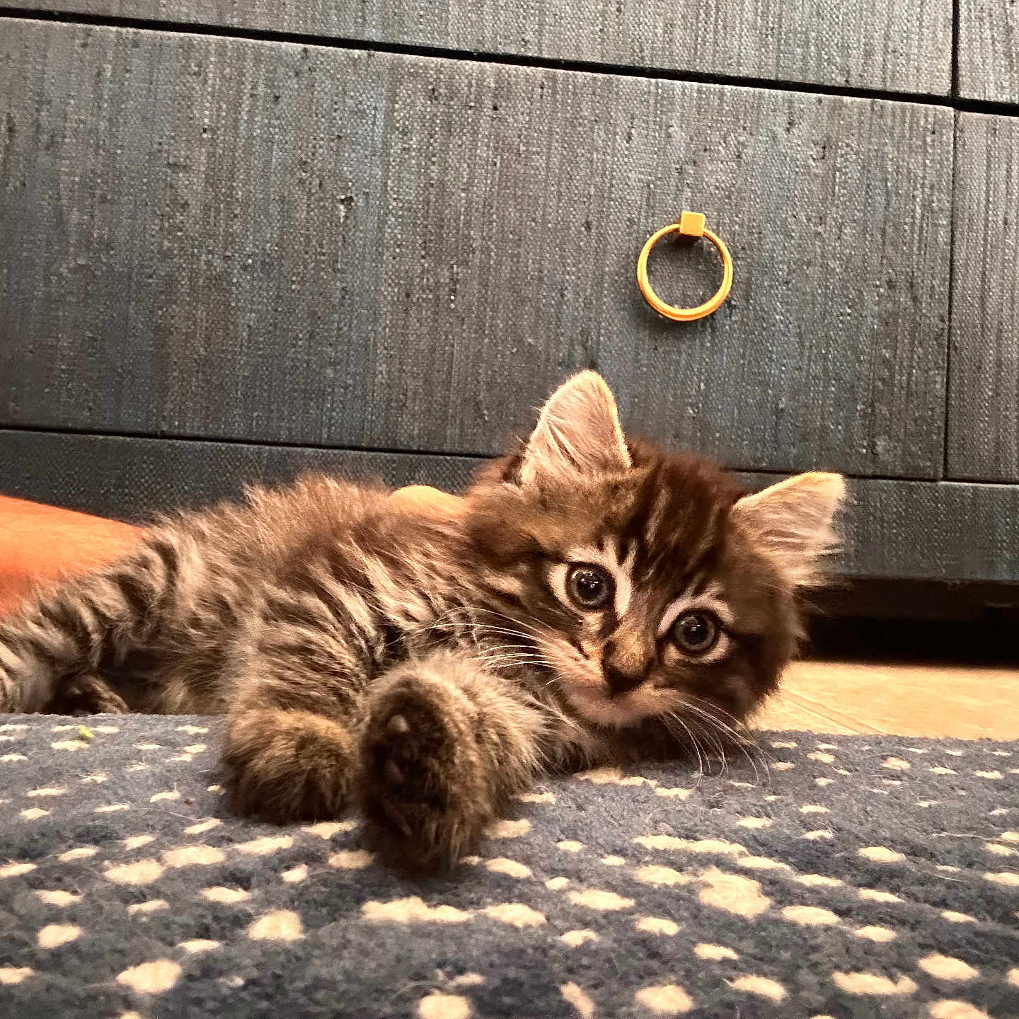 Pebs joined the competition — help win amazing prizes! animal, carpet, cat, closeup, curious, cute, drawer, ears, eyes, floor, fur, handle, indoor, kitten, lying_down, pattern, pet, tabby, whiskers, wooden_furniture
