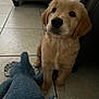 Max is registered to the contest to win money with this photo: puppy, golden_retriever, dog, plush_toy, elephant_toy, floor, tile_floor, couch, living_room, indoor, pet, young_dog, animal, cute, sitting, fur, face, black_nose, ears, paw
