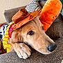 dog, golden_retriever, puppy, costume, cowboy_hat, plush_toy, carrot, couch, indoor, pet, resting, cute, animal, fur, face, paw, closeup, cozy, soft_toy, brown