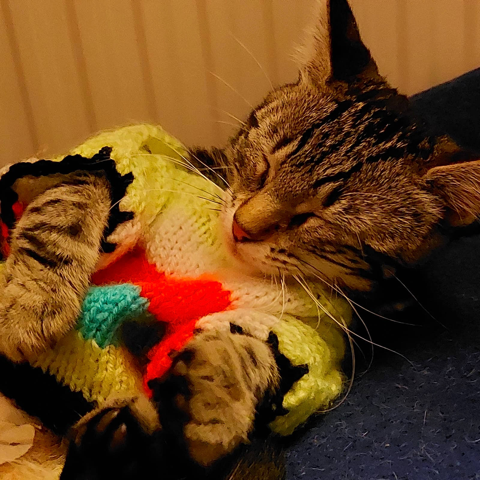 Taïga a rejoint le concours — aidez-le/la à gagner de superbes lots ! carnivore, cat, claw, comfort, domestic_short_haired_cat, eye, felidae, foot, fur, linens, nap, paw, sleep, small_to_medium_sized_cats, snout, tail, thread, toy, whiskers, wool