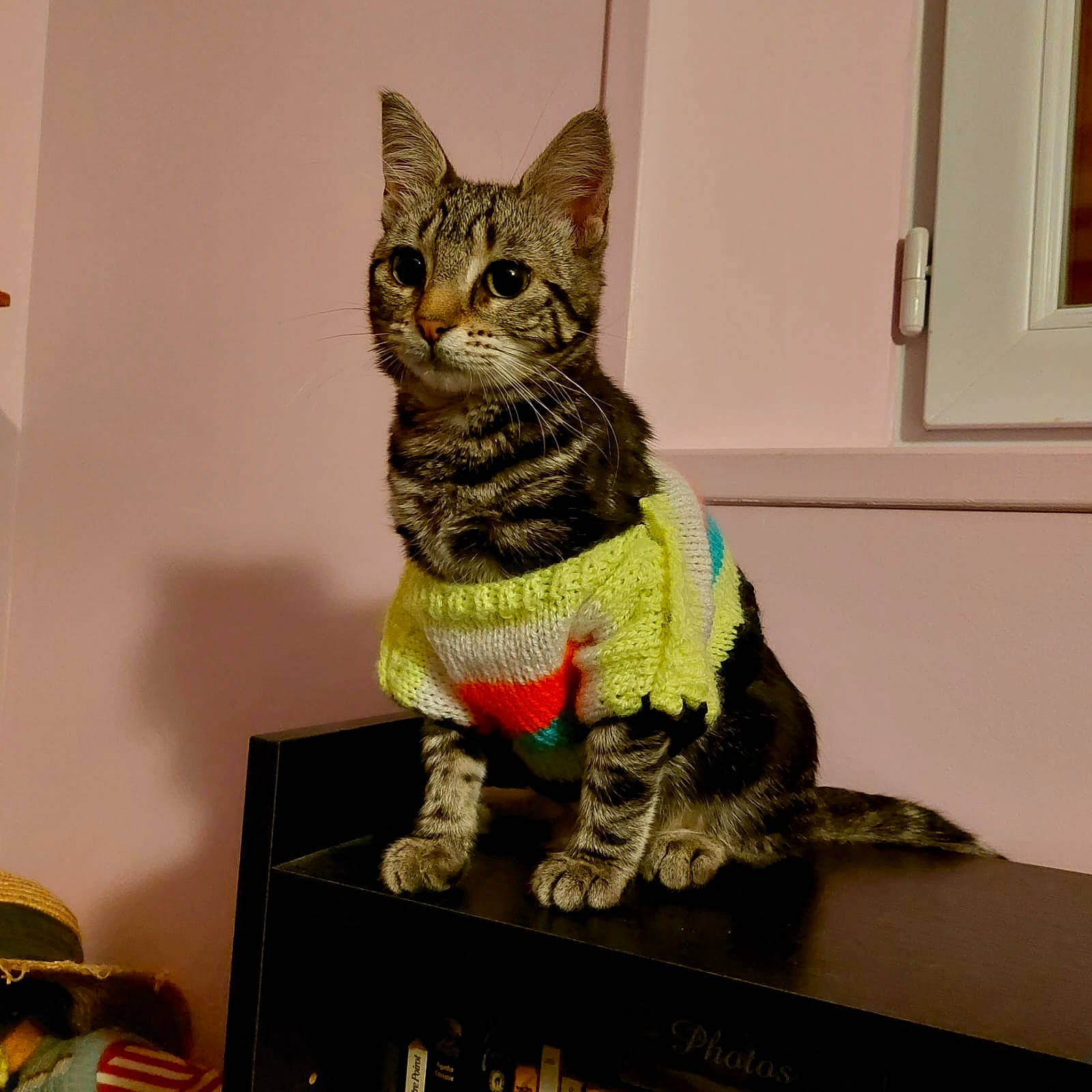 Taïga participe au concours pour gagner de l'argent avec cette photo : art, carnivore, cat, craft, creative_arts, domestic_short_haired_cat, felidae, fur, knitting, pattern, picture_frame, room, sitting, small_to_medium_sized_cats, tail, thread, visual_arts, whiskers, wood, woolen