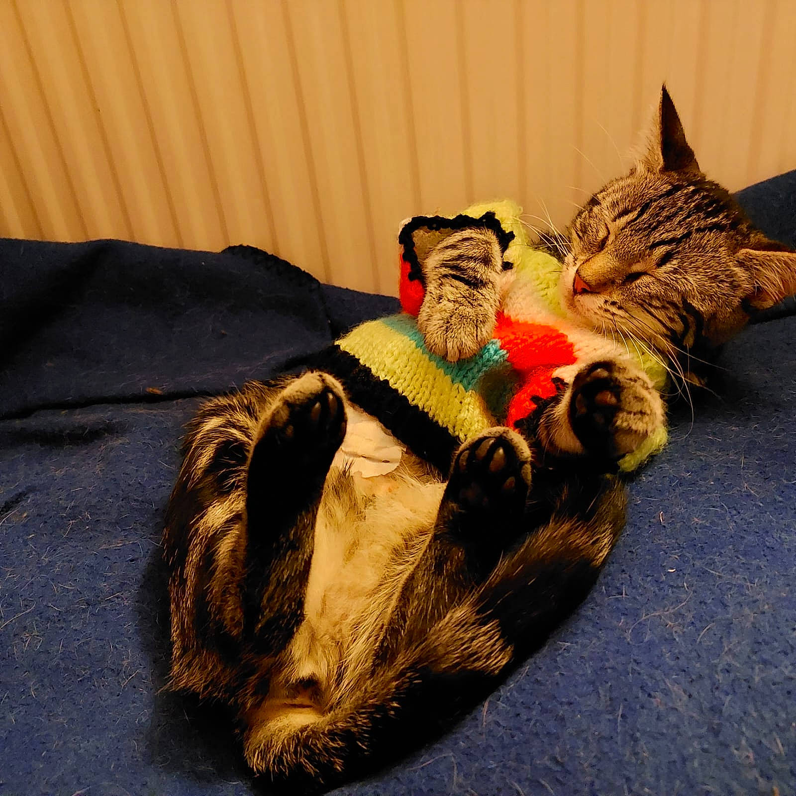 Taïga a rejoint le concours — aidez-le/la à gagner de superbes lots ! art, canidae, carnivore, cat, claw, comfort, companion_dog, domestic_short_haired_cat, fawn, felidae, fur, linens, paw, sitting, small_to_medium_sized_cats, snout, tail, toy, whiskers, wood