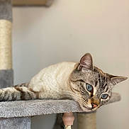 Keops participe au concours pour gagner de l'argent avec cette photo : cat, blue_eyes, cat_tree, feline, pet, indoor, resting, gray, white, striped, whiskers, close_up, animal, cute, domestic, soft_texture, relaxed, looking, portrait, calm