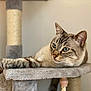 Keops a rejoint le concours — aidez-le/la à gagner de superbes lots ! cat, tabby, blue_eyes, feline, pet, indoor, cat_tree, paw, fur, whiskers, relaxed, animal, mammal, cute, domestic, resting, household, close_up, portrait, soft