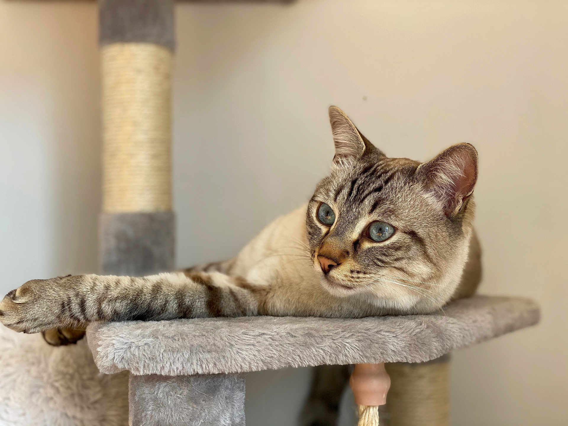 Keops a rejoint le concours — aidez-le/la à gagner de superbes lots ! cat, tabby, blue_eyes, feline, pet, indoor, cat_tree, paw, fur, whiskers, relaxed, animal, mammal, cute, domestic, resting, household, close_up, portrait, soft