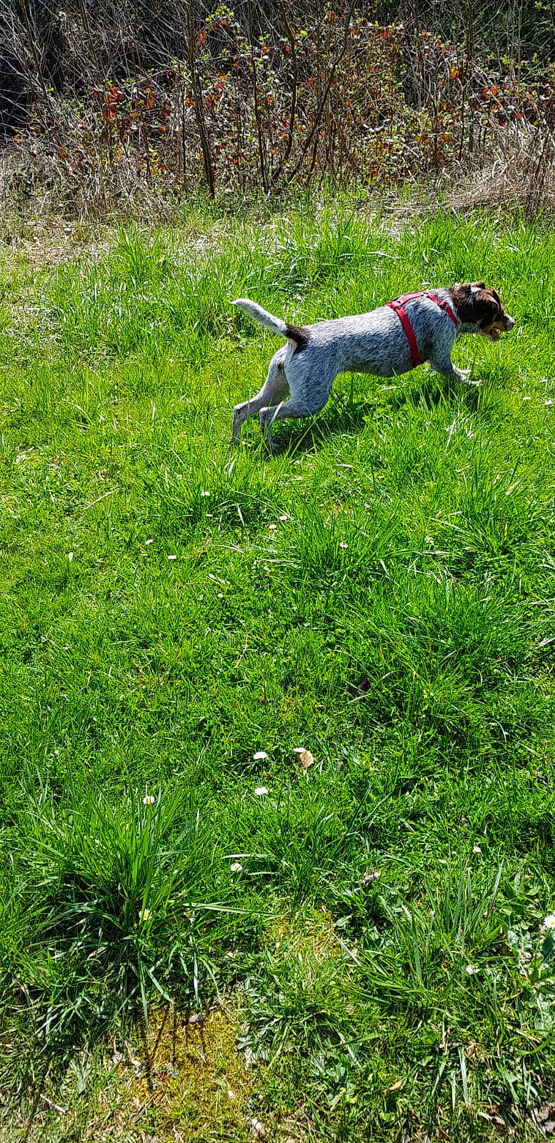Saphir a rejoint le concours — aidez-le/la à gagner de superbes lots ! canidae, carnivore, companion_dog, dog, dog_breed, grass, grassland, groundcover, guard_dog, gun_dog, hunting_dog, lawn, pasture, plant, prairie, shrub, sporting_group, tail, terrestrial_animal, working_animal