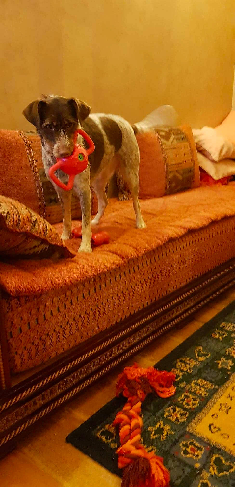 Saphir a rejoint le concours — aidez-le/la à gagner de superbes lots ! carnivore, collar, comfort, companion_dog, couch, dog, dog_breed, dog_supply, flooring, guard_dog, hardwood, linens, living_room, pet_supply, room, studio_couch, tail, whiskers, wood, working_animal