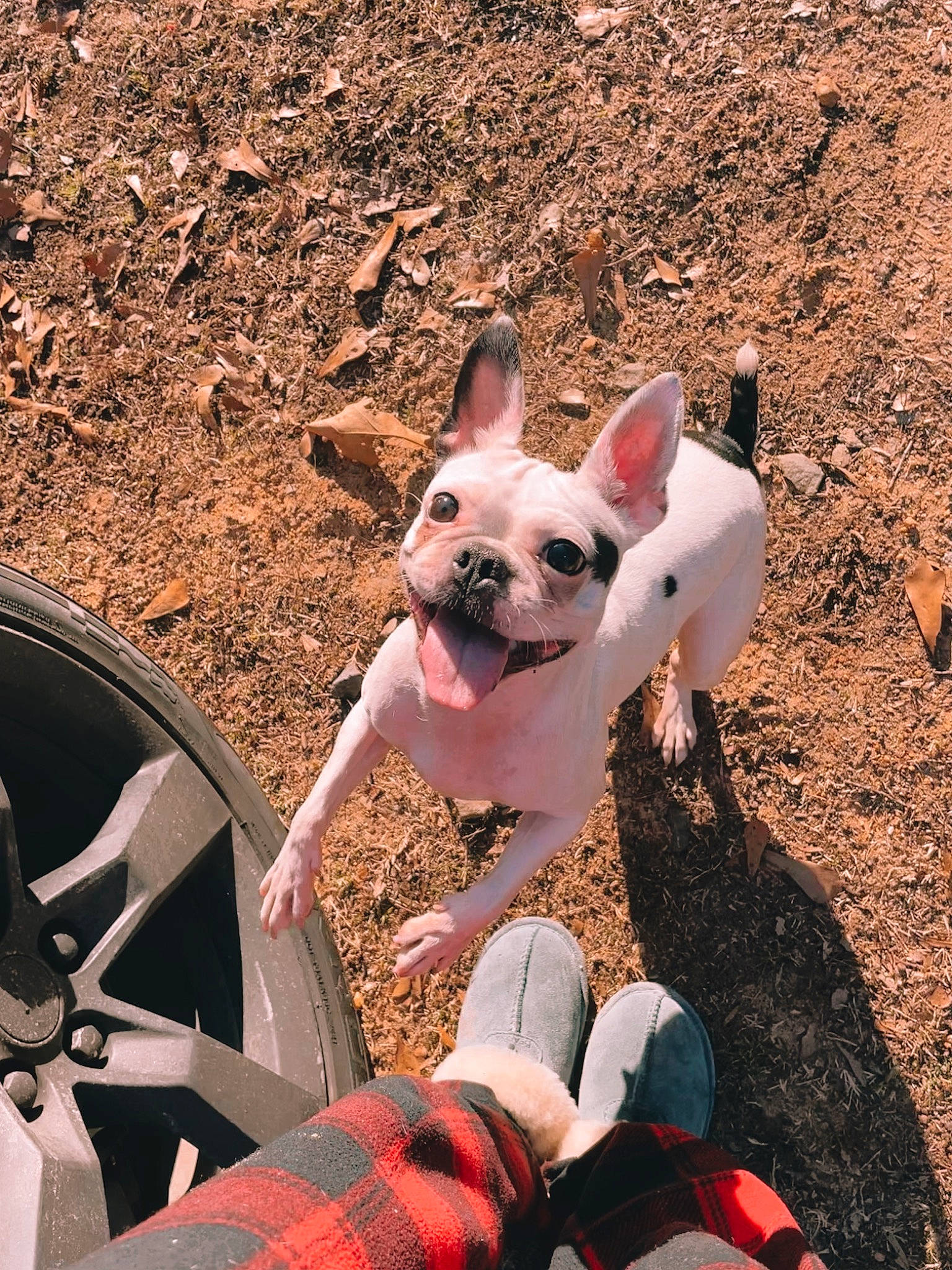 Willow is registered to the contest to win money with this photo: automotive_tire, beauty, bulldog, carnivore, companion_dog, dog, dog_breed, fawn, fun, grass, leg, pink, plant, snout, sporting_group, steering_wheel, terrestrial_animal, toy_dog, whiskers, working_animal