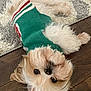 Frosty joined the competition — help win amazing prizes! dog, small_dog, fluffy, pet, green_sweater, lying_down, upside_down, wooden_floor, hand, carpet, indoor, cute, animal, fur, portrait, domestic_animal, relaxed, white_brown_fur, adorable, companion
