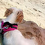 Frosty joined the competition — help win amazing prizes! dog, beach, sand, ocean, water, waves, harness, white_fur, tan_fur, pet, outdoor, sunny, relaxing, canine, sea, summer, vacation, animal, leash, daytime