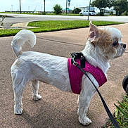 Frosty is registered to the contest to win money with this photo: dog, small_dog, white_dog, tan_dog, harness, leash, sidewalk, grass, outdoor, daylight, pet, standing, alert, parking_lot, wheels, person, pavement, canine, fur, ears