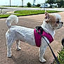 dog, small_dog, white_dog, tan_dog, harness, leash, sidewalk, grass, outdoor, daylight, pet, standing, alert, parking_lot, wheels, person, pavement, canine, fur, ears