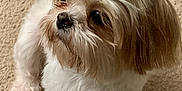 Frosty is registered to the contest to win money with this photo: dog, small_dog, fluffy_fur, white_fur, brown_fur, carpet, indoor, pet, cute, animal, canine, sitting, looking_away, fur, nose, ears, paw, companion, domestic_animal, alert