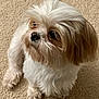dog, small_dog, fluffy_fur, white_fur, brown_fur, carpet, indoor, pet, cute, animal, canine, sitting, looking_away, fur, nose, ears, paw, companion, domestic_animal, alert