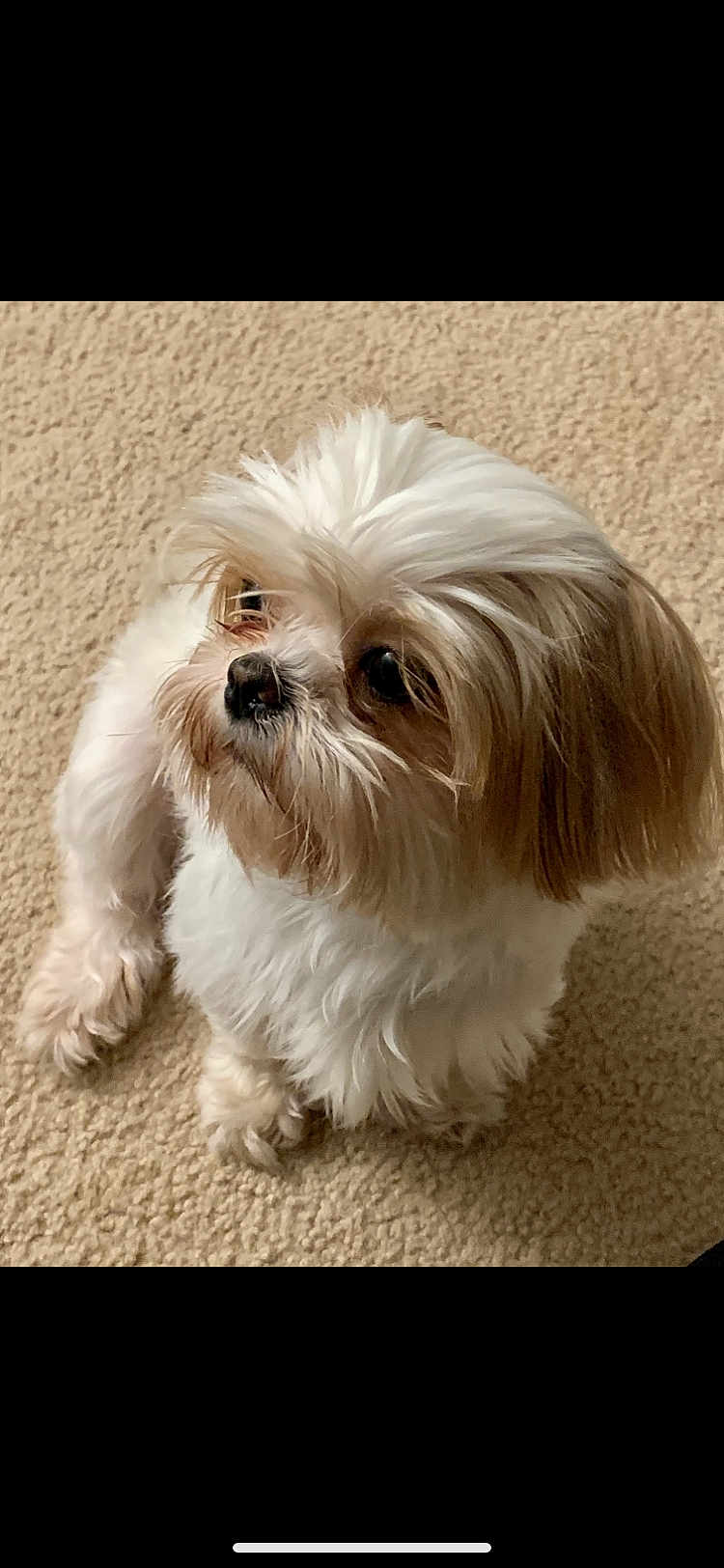 Frosty is registered to the contest to win money with this photo: dog, small_dog, fluffy_fur, white_fur, brown_fur, carpet, indoor, pet, cute, animal, canine, sitting, looking_away, fur, nose, ears, paw, companion, domestic_animal, alert