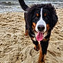 animal, beach, boat, bodypart, canine, coast, collie, dog, hound, mouth, nature, outdoors, person, pet, puppy, sea, shoreline, transportation, vehicle, water