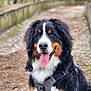 accessories, animal, appenzeller, bodypart, canine, cockerspaniel, collie, dog, grass, hound, mouth, outdoors, path, person, pet, plant, puppy, slate, strap, tongue