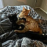 Oliver is registered to the contest to win money with this photo: animal, bed, black_and_white_cat, blanket, cat, companion, cozy, curious, cute, domestic, feline, fur, indoor, orange_cat, patterned_blanket, pets, relaxing, resting, snuggling, whiskers