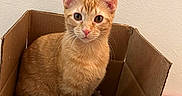 Oliver is registered to the contest to win money with this photo: cat, orange_tabby, cardboard_box, indoor, pet, animal, fur, whiskers, ears, eyes, curious, sitting, cozy, home, feline, cute, portrait, looking_at_camera, texture, neutral_background