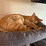 animal, bed, cat, comfort, cozy, cushion, cute, domestic, feline, fur, indoor, orange_tabby, paw, pet, quiet, relaxation, resting, sleeping, tail, whiskers
