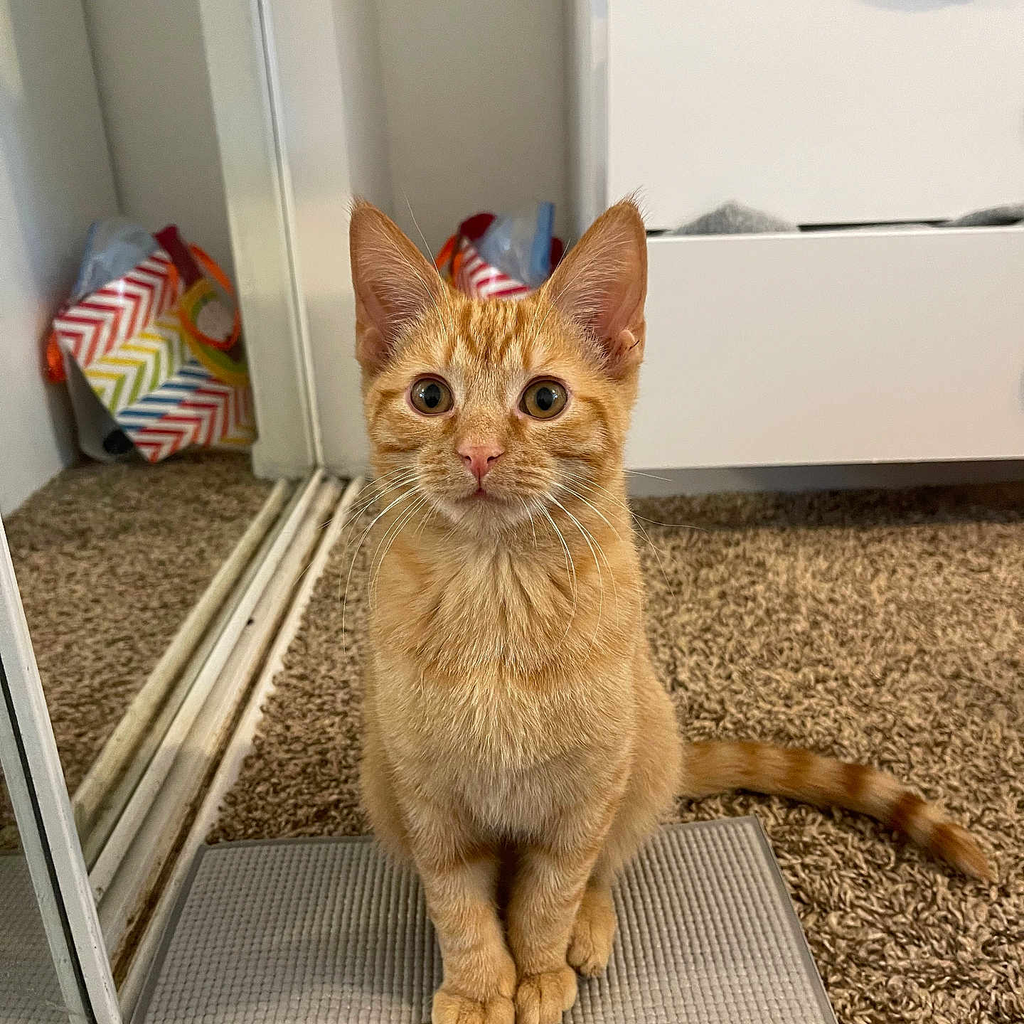 Oliver is registered to the contest to win money with this photo: animal, carpet, cat, curious, cute, drawer, dresser, floor, furniture, home, indoor, kitten, mat, mirror, orange_tabby, pet, reflection, tail, whiskers, young