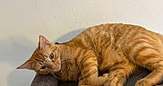 Oliver is registered to the contest to win money with this photo: animal, cat, cozy, cushion, cute, domestic_cat, ears, feline, fur, indoor, looking, mammal, orange_tabby, paw, pet, relaxing, resting, sleepy, tabby_stripes, whiskers