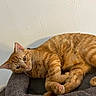 Oliver is registered to the contest to win money with this photo: cat, orange_tabby, pet, feline, animal, indoor, resting, cushion, fur, whiskers, ears, paw, cute, relaxing, looking, domestic_cat, sleepy, cozy, tabby_stripes, mammal