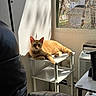 Oliver is registered to the contest to win money with this photo: air_conditioner, animal, cat, chair, cozy, curious, daylight, domestic_cat, furniture, ginger_cat, home, indoor, leather, pet, relaxed, resting, shadow, sunlight, table, window