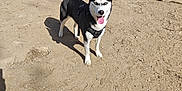 Vénus a rejoint le concours — aidez-le/la à gagner de superbes lots ! dog, husky, canine, pet, siberian_husky, blue_eyes, standing, sand, dog_park, harness, tongue_out, shadow, fence, urban, outdoor, sunny, portrait, looking_at_camera, ears, paws