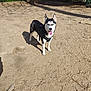 dog, husky, canine, pet, siberian_husky, blue_eyes, standing, sand, dog_park, harness, tongue_out, shadow, fence, urban, outdoor, sunny, portrait, looking_at_camera, ears, paws