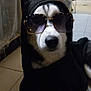 Vénus participe au concours pour gagner de l'argent avec cette photo : dog, husky, sunglasses, hoodie, pet, indoor, tile_floor, nose, paw, black_and_white_fur, portrait, closeup, accessory, fashion, cabinet, curtain, floor, relaxed, animal, home_interior