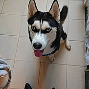 Vénus participe au concours pour gagner de l'argent avec cette photo : dog, husky, siberian_husky, blue_eyes, tile_floor, looking_up, tongue_out, sitting, indoor, pet, canine, black_and_white_fur, pointy_ears, paw, person_feet, boots, close_up, portrait, happy, floor_tiles