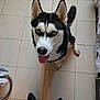 dog, husky, siberian_husky, blue_eyes, tile_floor, looking_up, tongue_out, sitting, indoor, pet, canine, black_and_white_fur, pointy_ears, paw, person_feet, boots, close_up, portrait, happy, floor_tiles