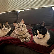 Kitty Shadow Bickie is registered to the contest to win money with this photo: cat, cats, feline, pet, pets, indoor, blanket, couch, fur, whiskers, black_and_white_cat, tabby_cat, curious, relaxed, animal, domestic_animal, window_blinds, cozy, three_animals, resting