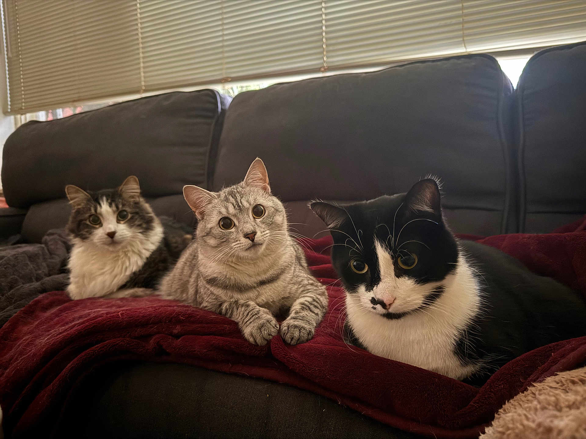 Kitty Shadow Bickie is registered to the contest to win money with this photo: cat, cats, feline, pet, pets, indoor, blanket, couch, fur, whiskers, black_and_white_cat, tabby_cat, curious, relaxed, animal, domestic_animal, window_blinds, cozy, three_animals, resting