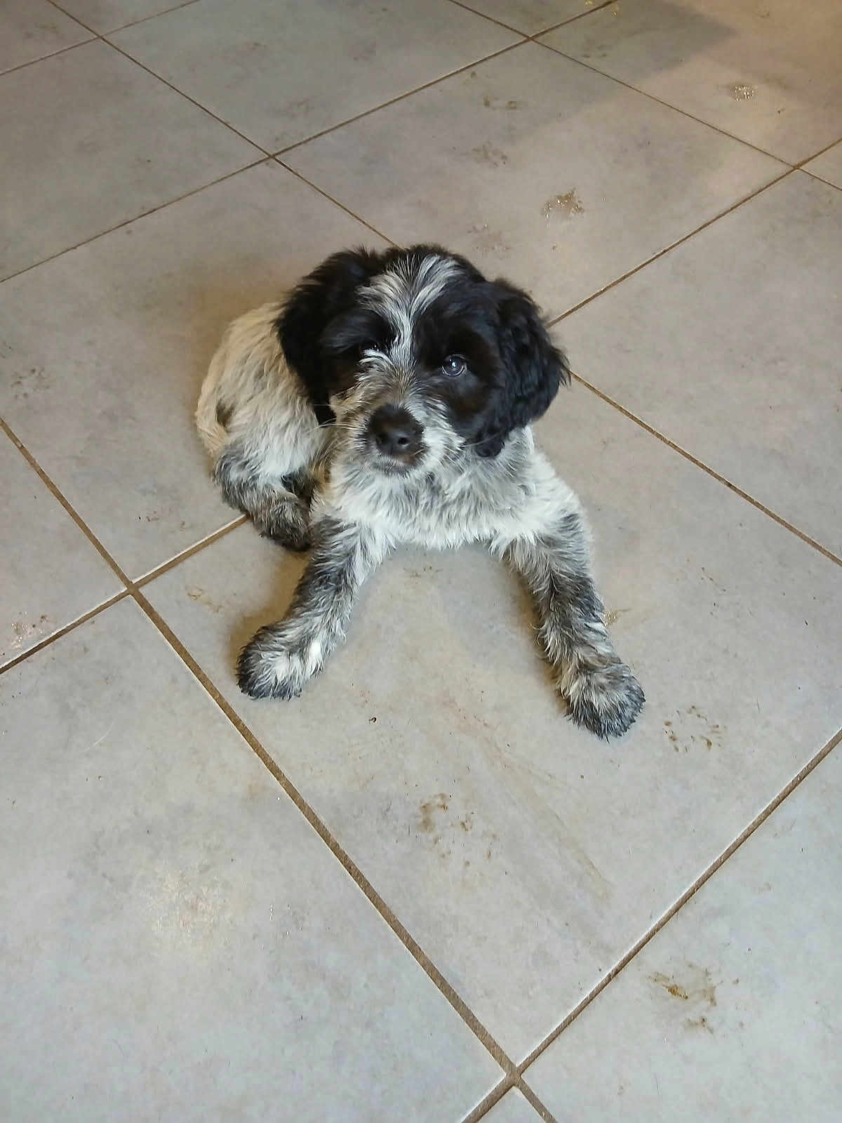 Apache a rejoint le concours — aidez-le/la à gagner de superbes lots ! dog, puppy, tile_floor, indoor, black_and_white, fur, paws, looking_up, cute, pet, domestic_animal, muzzle, eyes, whiskers, sitting, floor_tiles, grout_lines, playful, young_dog, home_interior