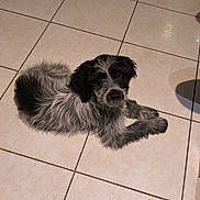 Apache participe au concours pour gagner de l'argent avec cette photo : dog, puppy, tile_floor, indoor, pet, fluffy, black_and_white, looking_up, lying_down, paws, fur, eyes, portrait, home, domestic_animal, companion, cute, shadow, floor_tile, adorable