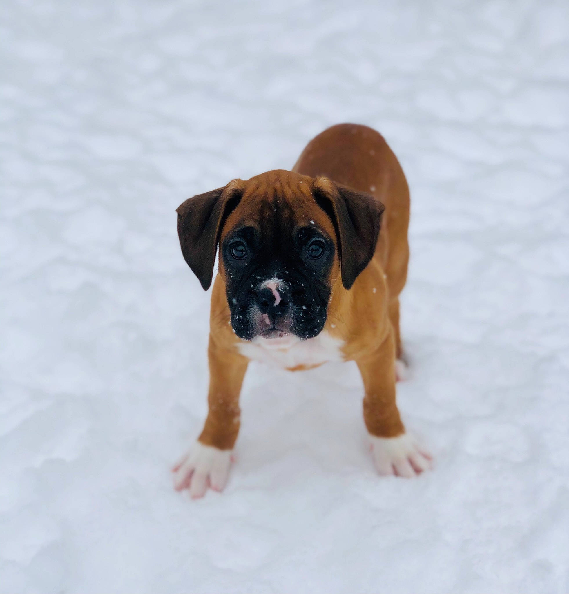 Henry is registered to the contest to win money with this photo: boxer, canidae, carnivore, companion_dog, dog, dog_breed, fawn, freezing, guard_dog, molosser, non_sporting_group, paw, puggle, puppy, snow, sporting_group, whiskers, winter, working_animal, working_dog