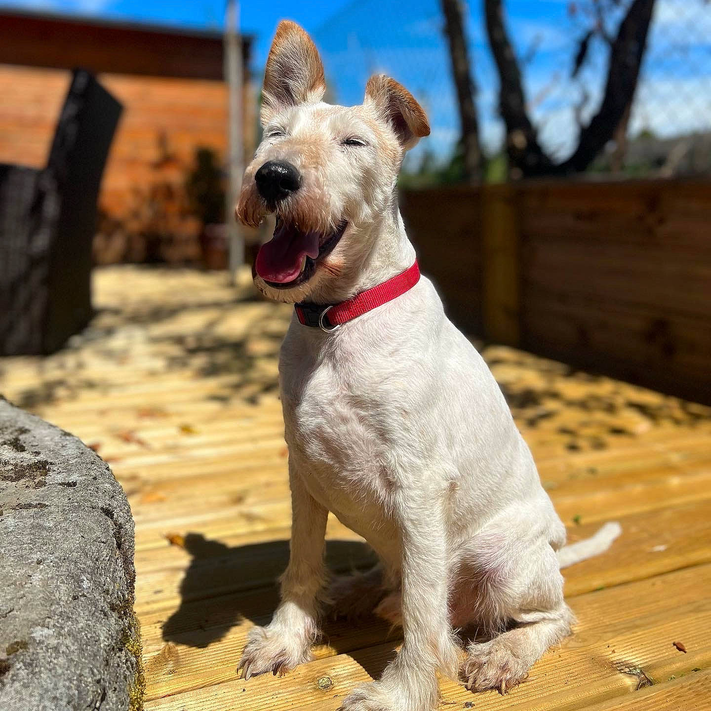 Itchy participe au concours pour gagner de l'argent avec cette photo : canidae, carnivore, collar, companion_dog, dog, dog_breed, dog_collar, dog_supply, fawn, leash, pet_supply, sky, snout, sporting_group, tail, terrier, wire_hair_fox_terrier, wood, working_animal, working_terrier